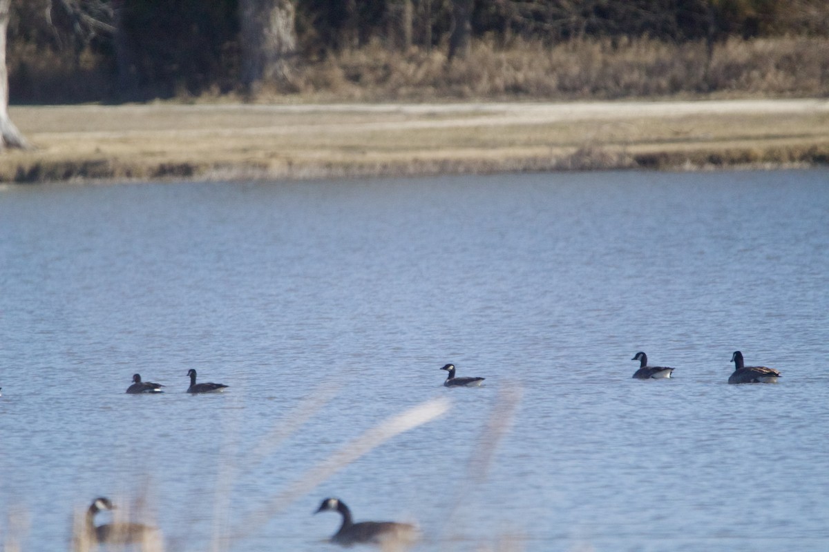 Cackling Goose - ML631874868