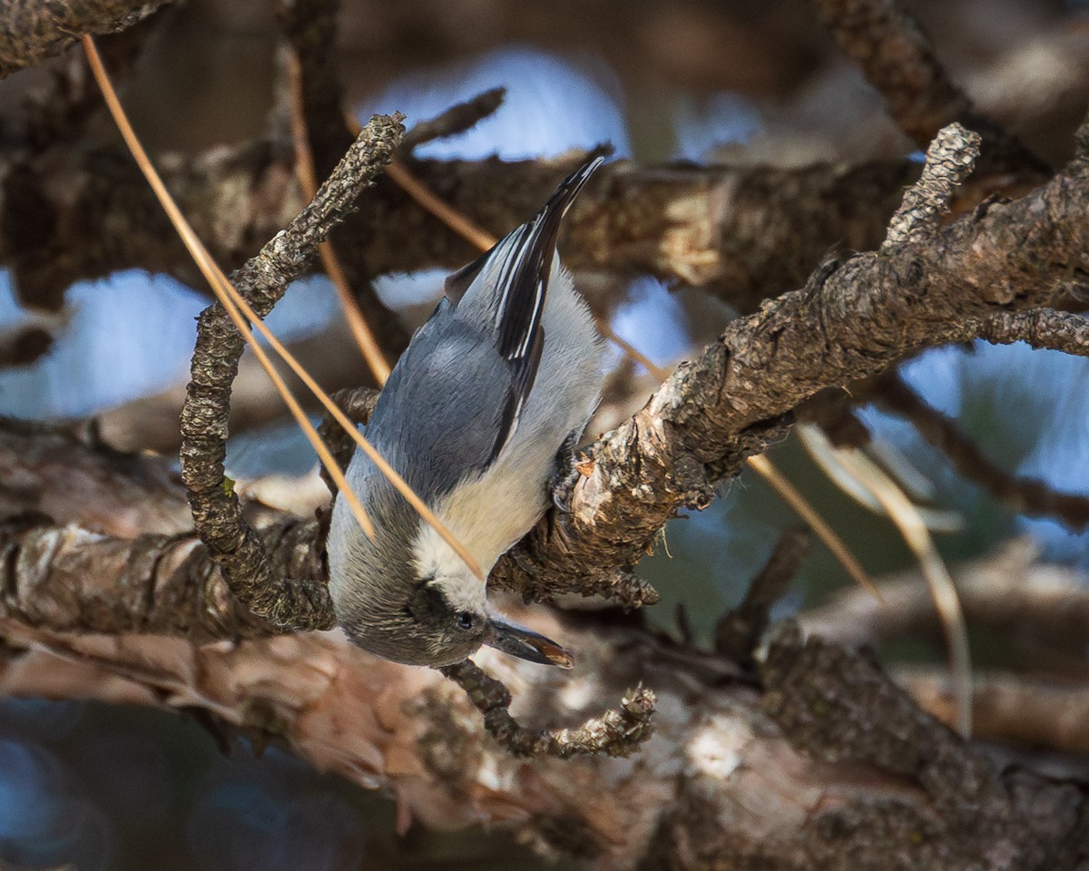 Pygmy Nuthatch - ML631875103