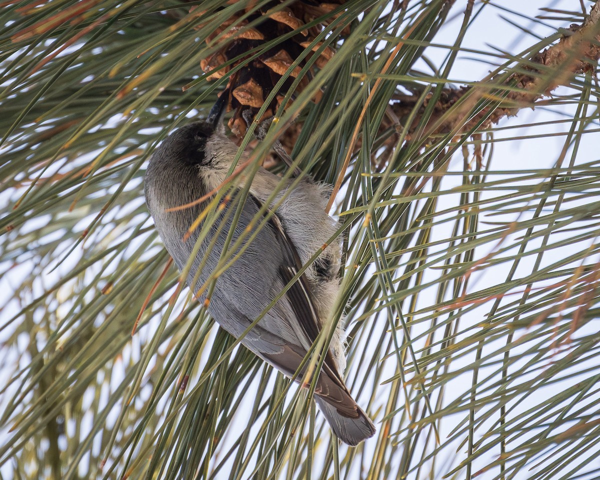Pygmy Nuthatch - ML631875104