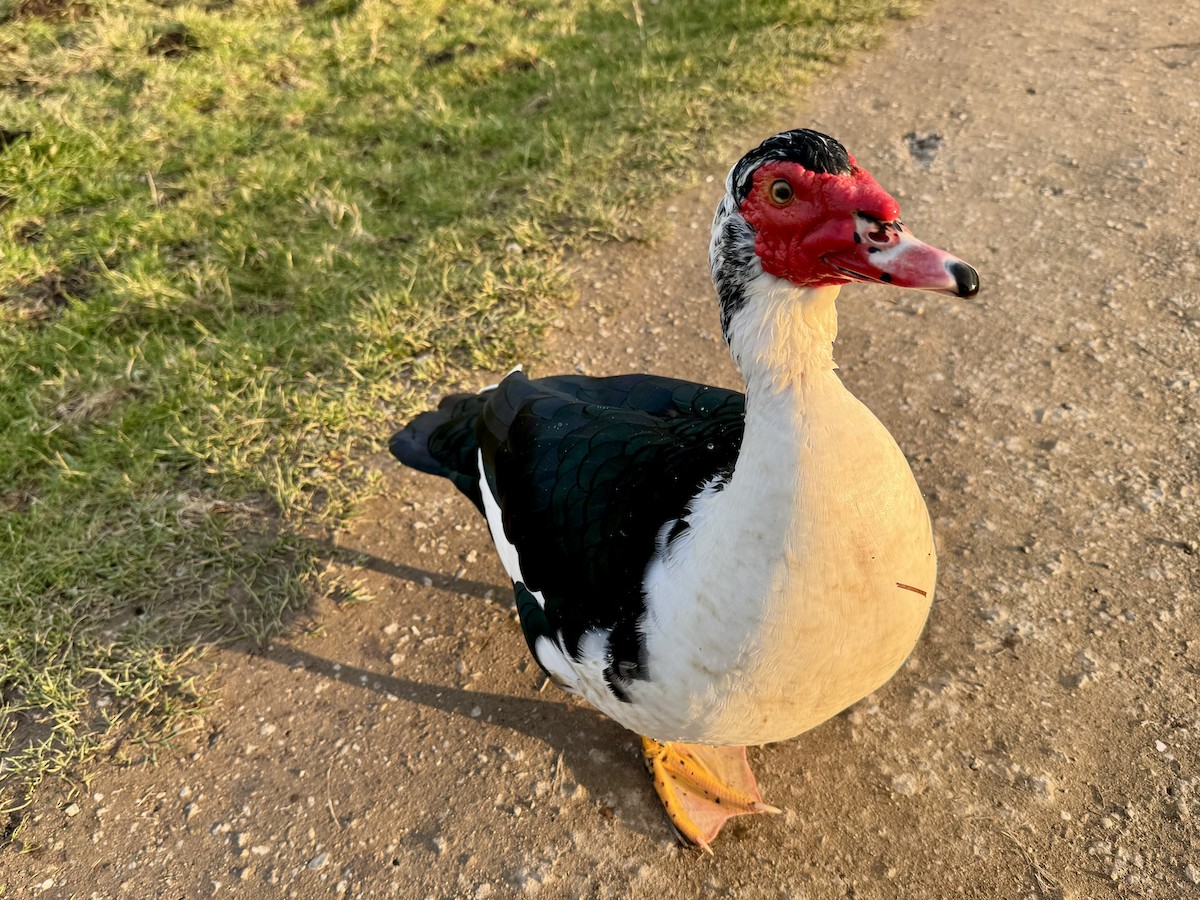 Muscovy Duck (Domestic type) - ML631875286