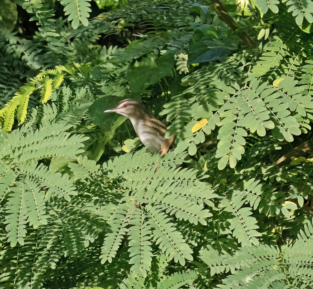 Black-whiskered Vireo - ML631875389