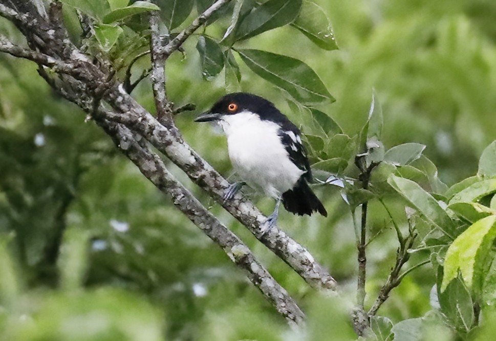 Black-backed Puffback - ML631875396