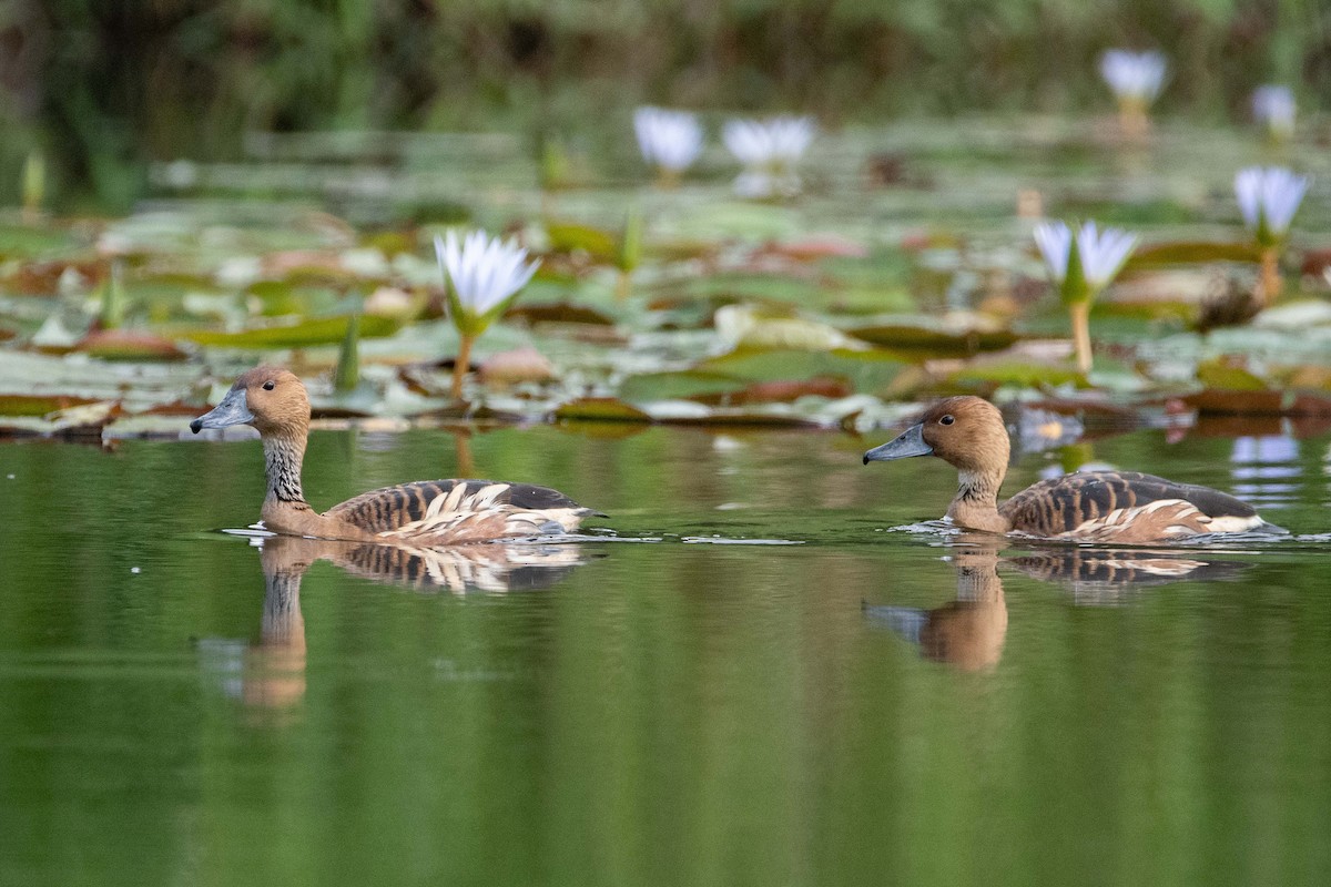 Fulvous Whistling-Duck - ML631875401