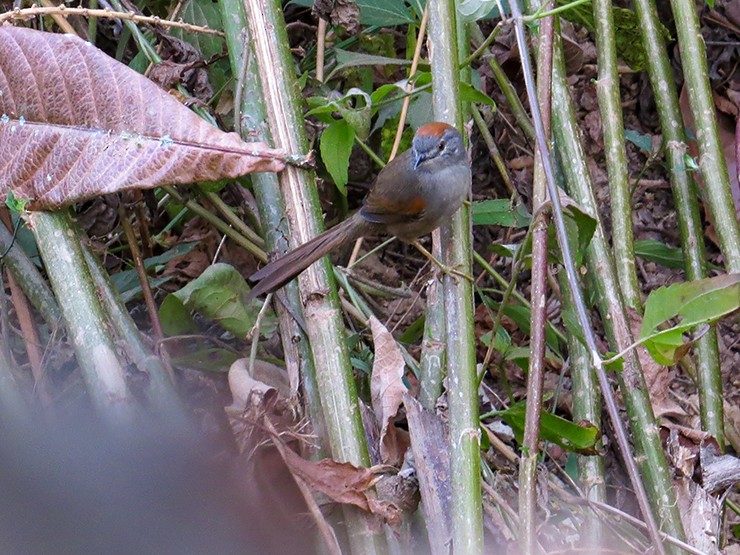 Pale-breasted Spinetail - ML631875424