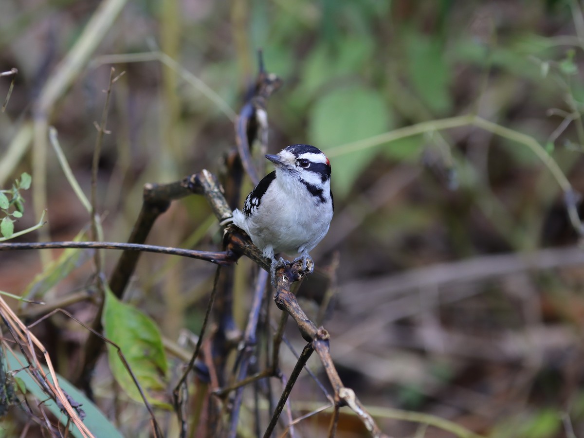 Downy Woodpecker (Eastern) - ML631875449