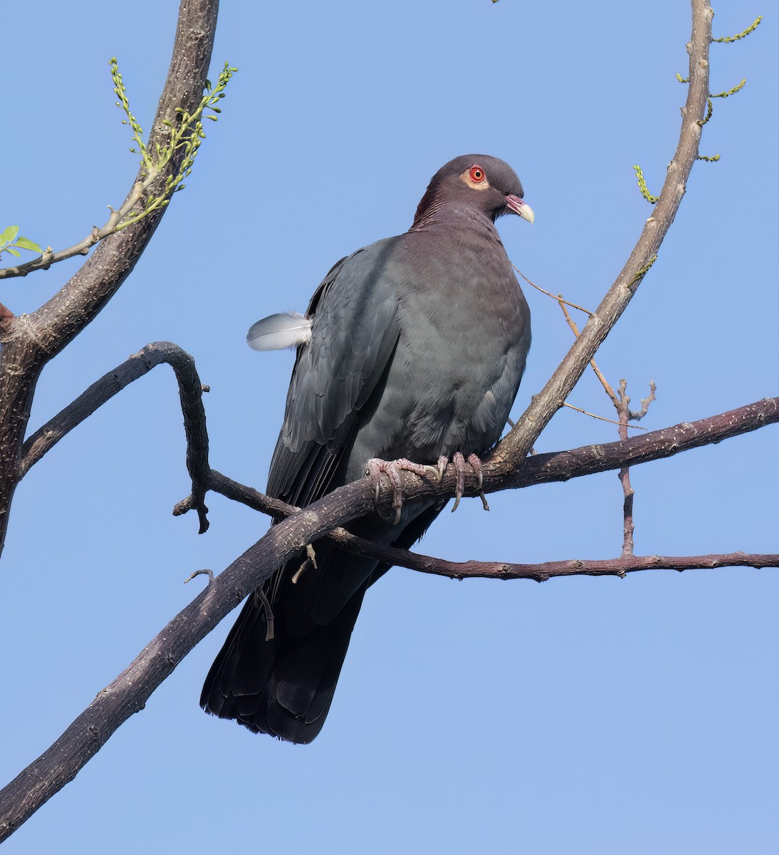 Scaly-naped Pigeon - ML631875450