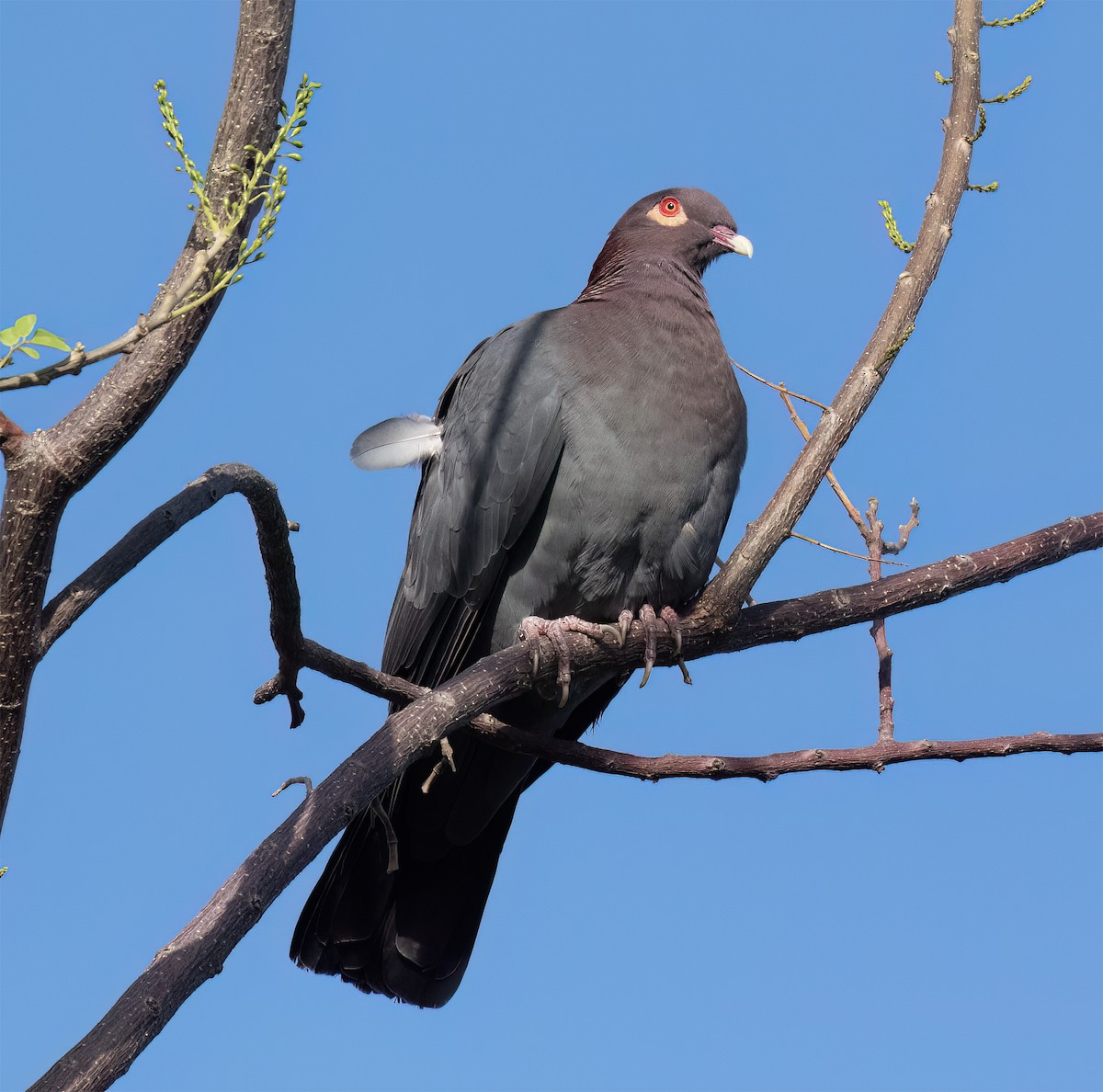 Scaly-naped Pigeon - ML631875451