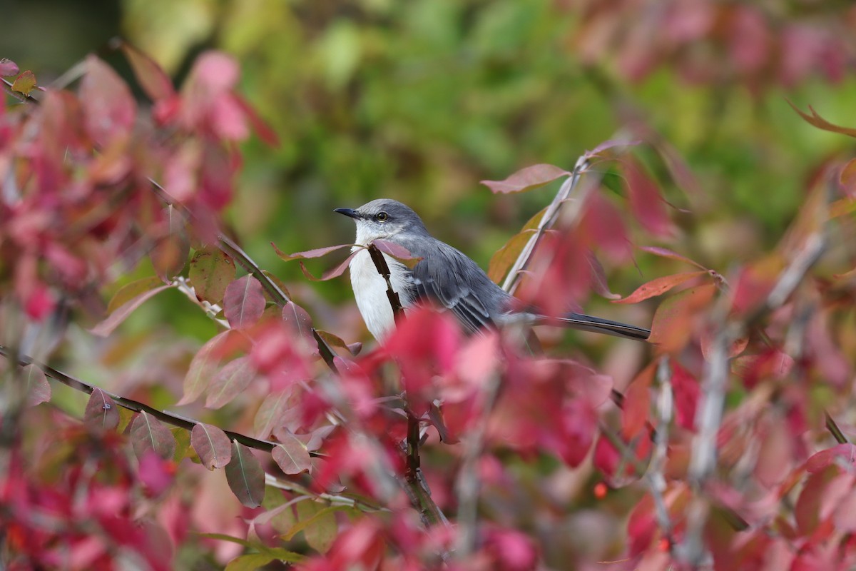 Northern Mockingbird - ML631875462