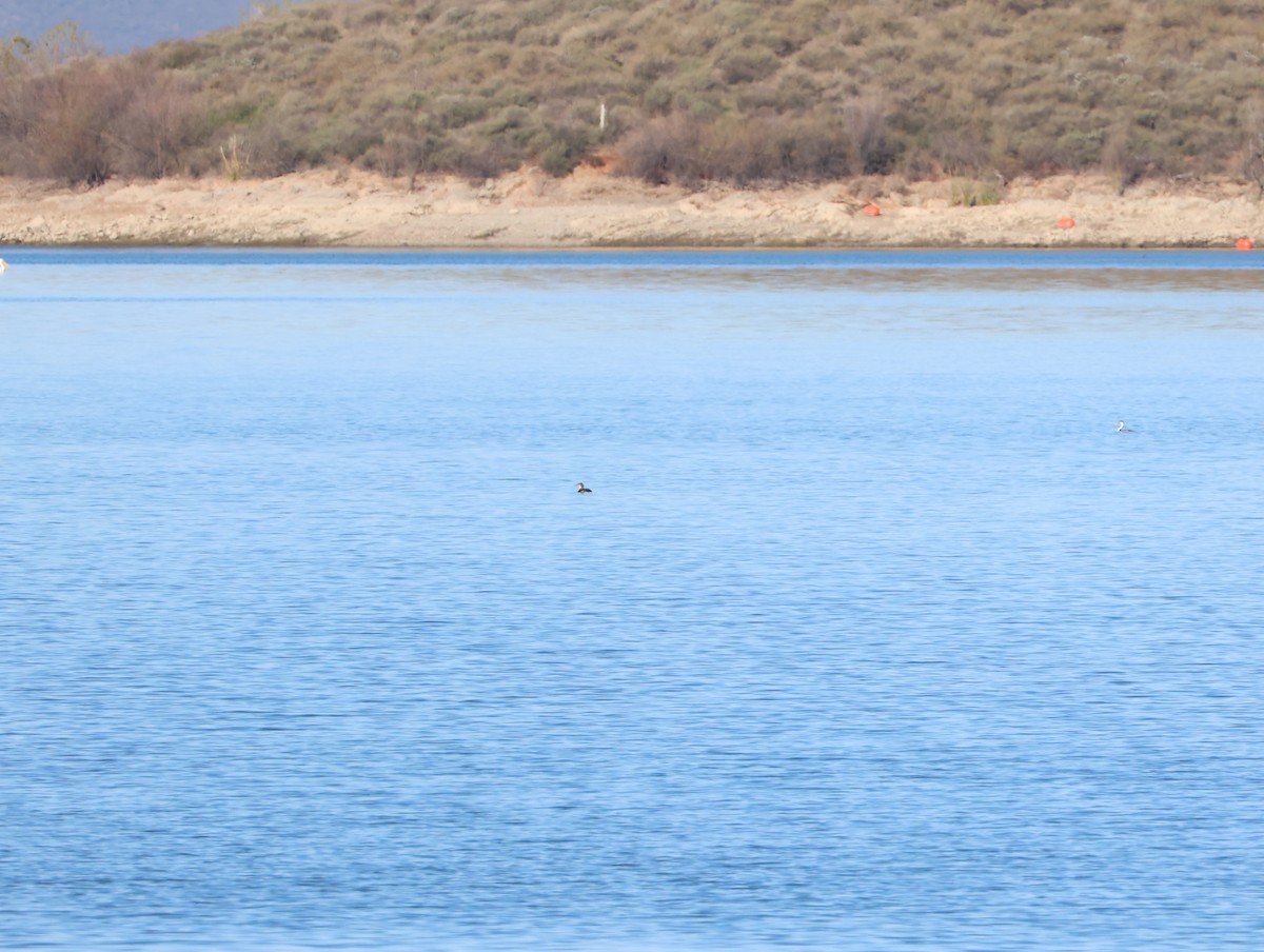 Pacific Loon - ML631875466
