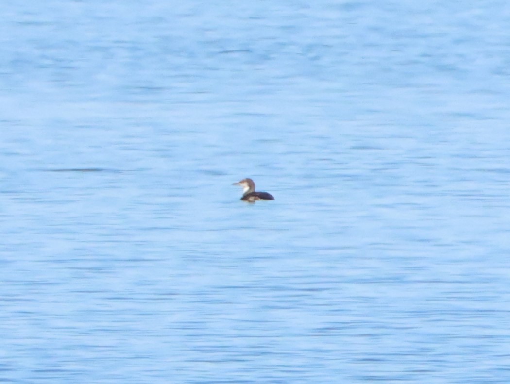 Pacific Loon - ML631875467