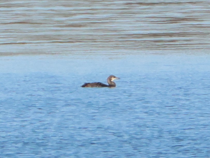 Pacific Loon - ML631875470