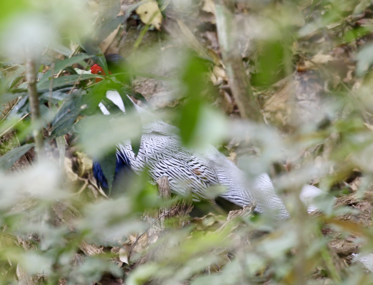 Silver Pheasant - ML631875601