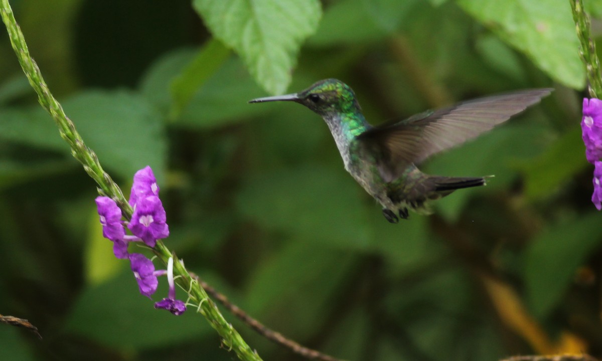 Blue-chested Hummingbird - ML631875706