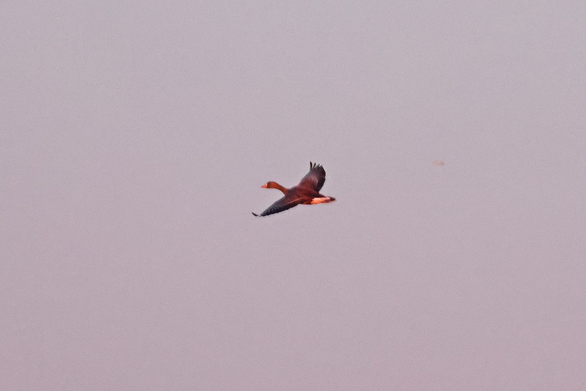 Greater White-fronted Goose - ML631875718