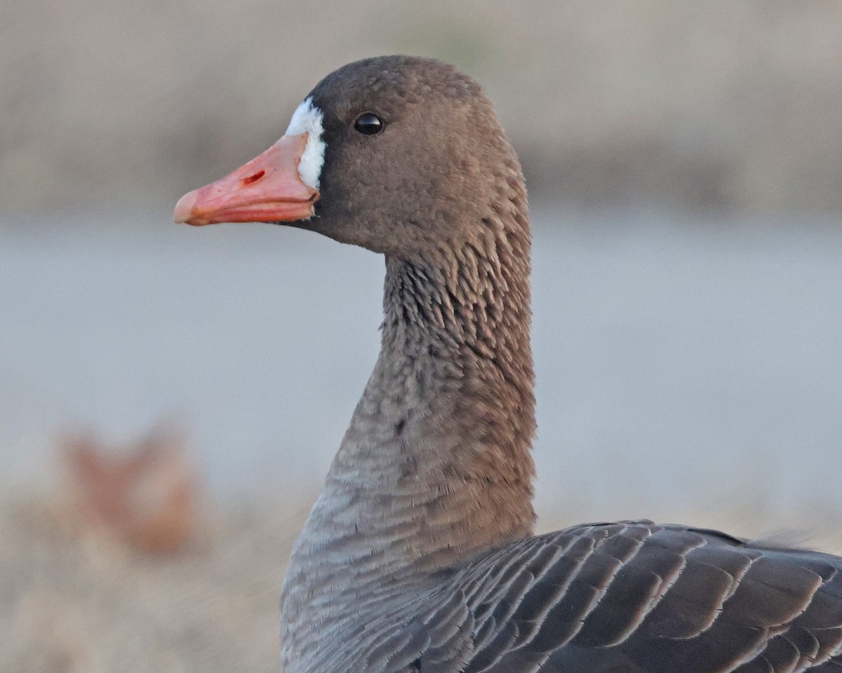 Greater White-fronted Goose - ML631875719