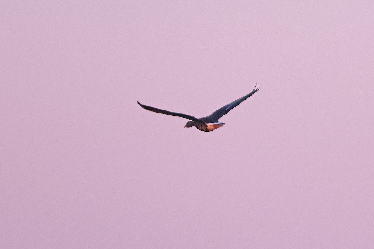 Greater White-fronted Goose - ML631875720