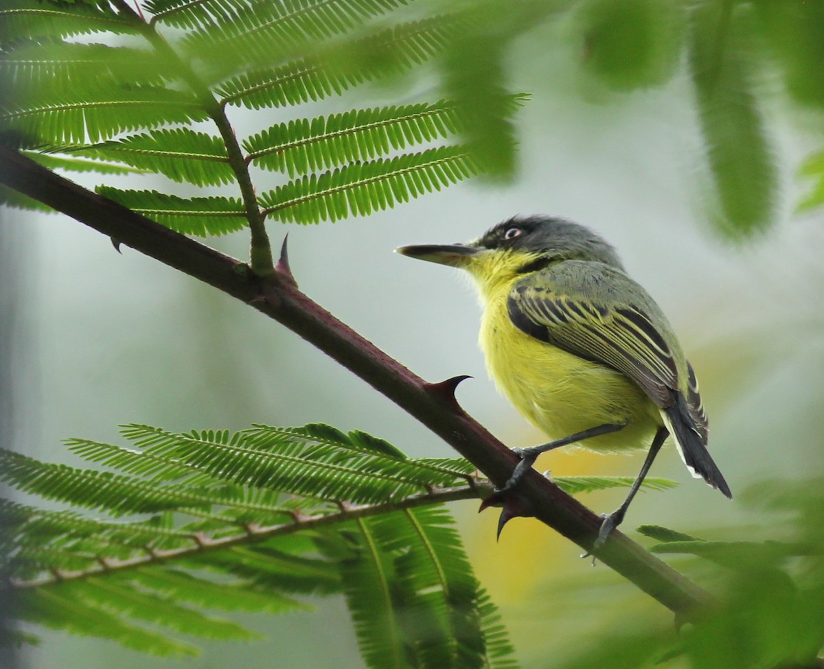 Common Tody-Flycatcher - ML631875721