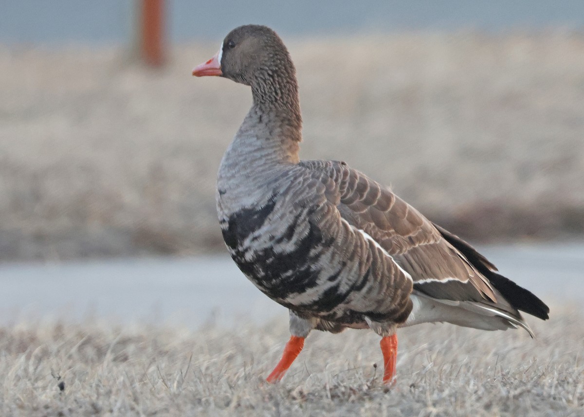 Greater White-fronted Goose - ML631875722