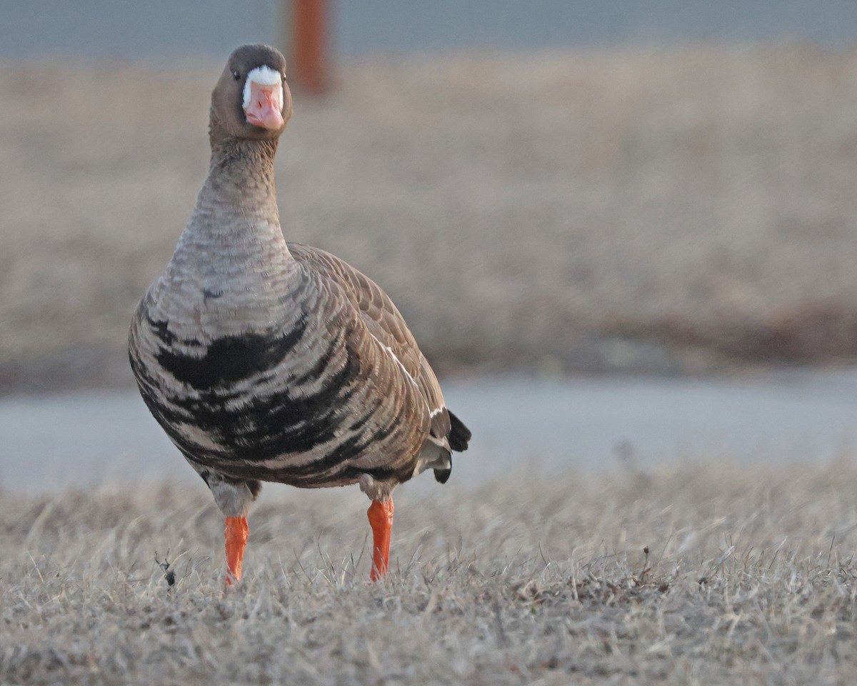 Greater White-fronted Goose - ML631875724