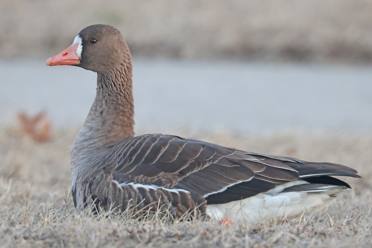 Greater White-fronted Goose - ML631875727