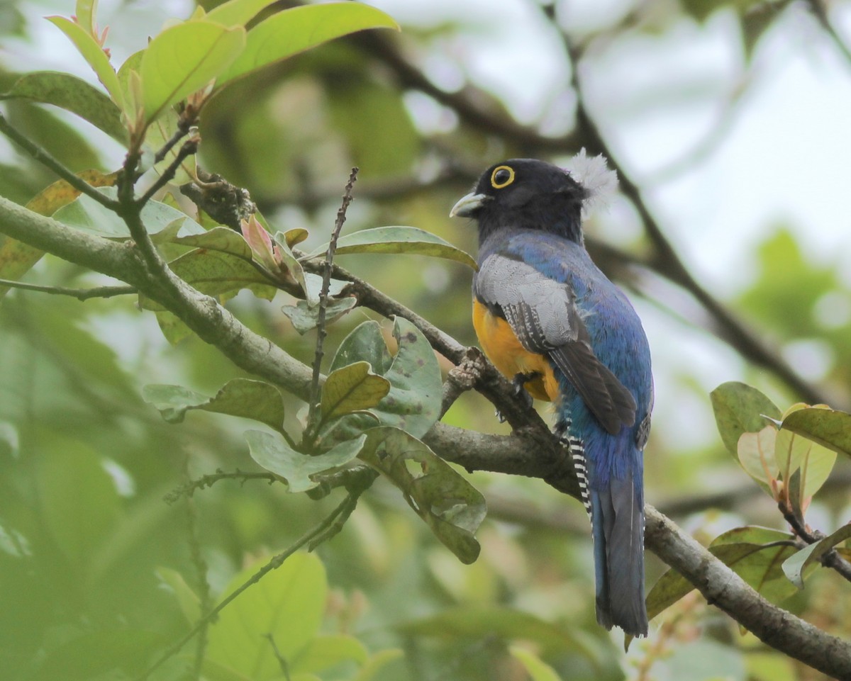 Gartered Violaceous Trogon - ML631875728