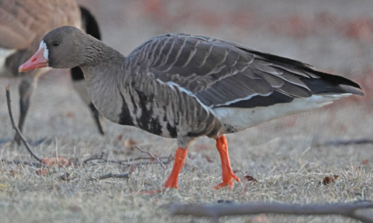 Greater White-fronted Goose - ML631875729