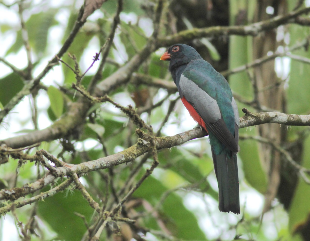 Slaty-tailed Trogon - ML631875732