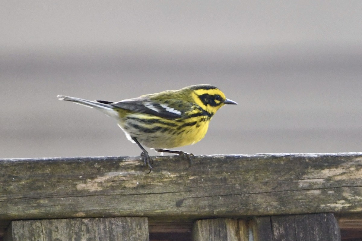 Townsend's Warbler - ML631875737