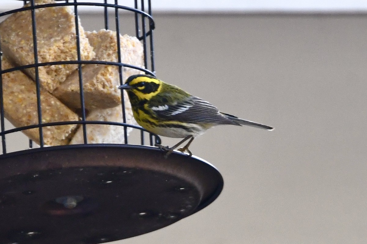Townsend's Warbler - ML631875738