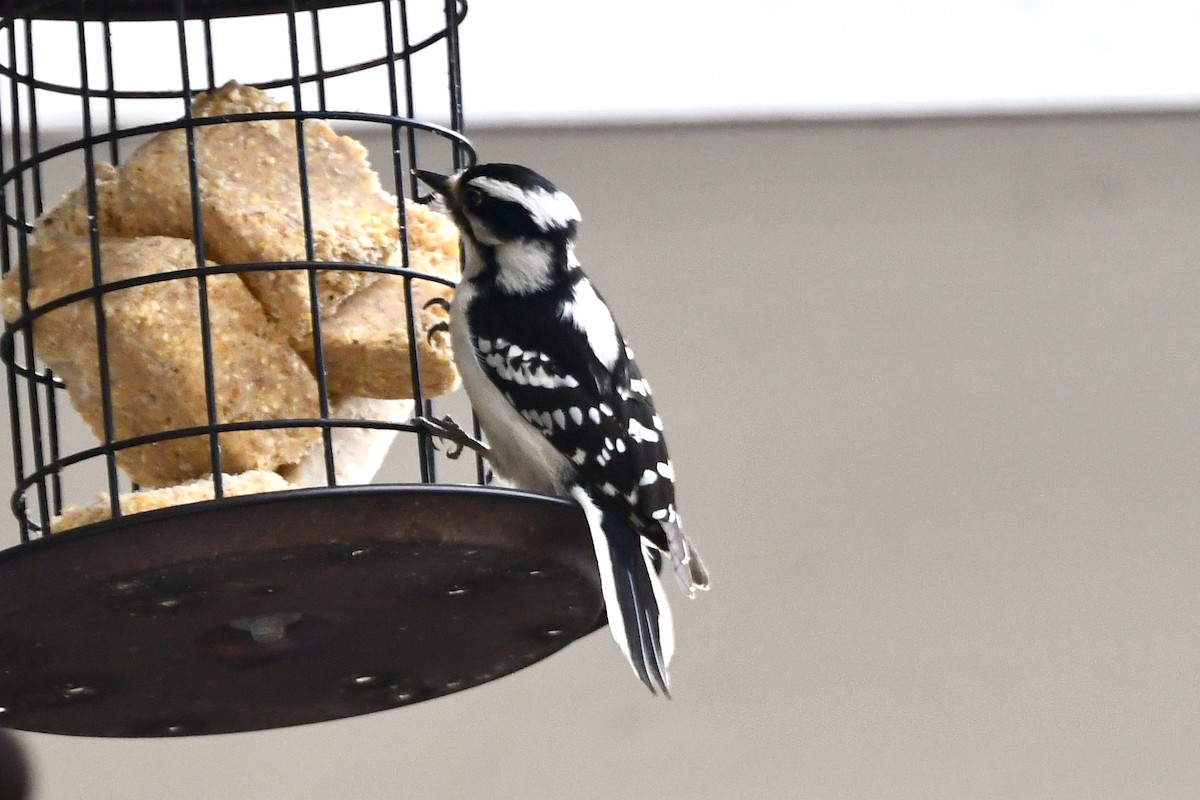 Downy Woodpecker - ML631875791