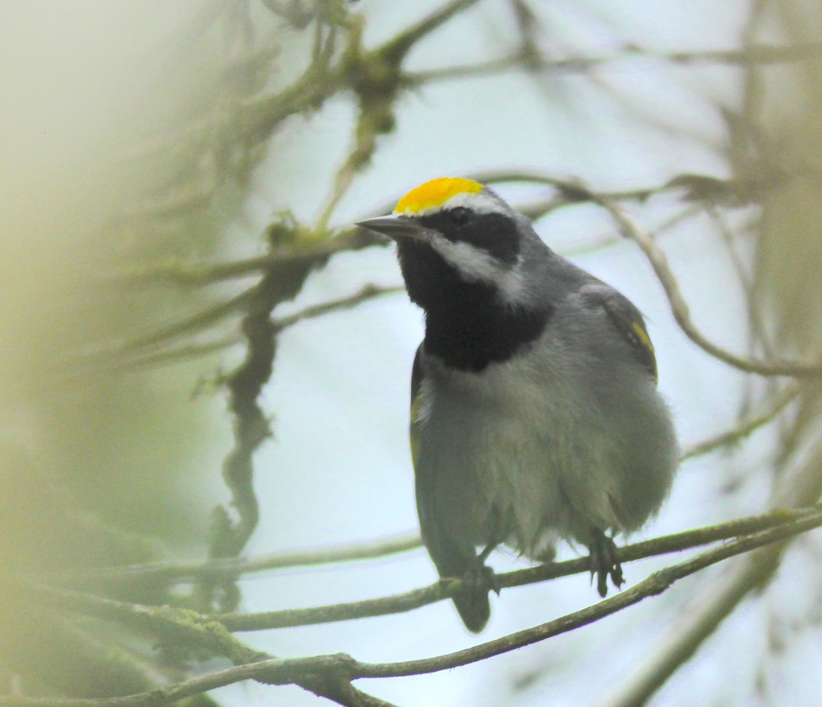 Golden-winged Warbler - ML631875879