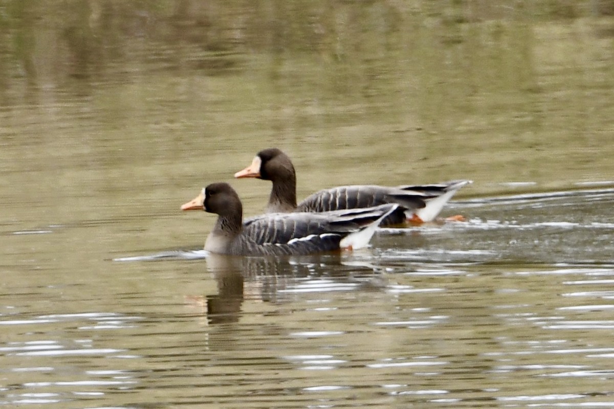 Greater White-fronted Goose - ML631875908
