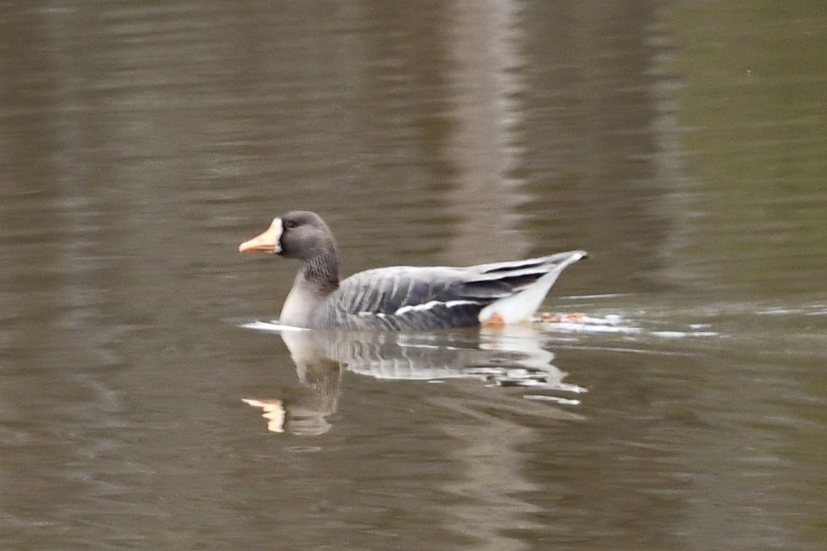 Greater White-fronted Goose - ML631875909