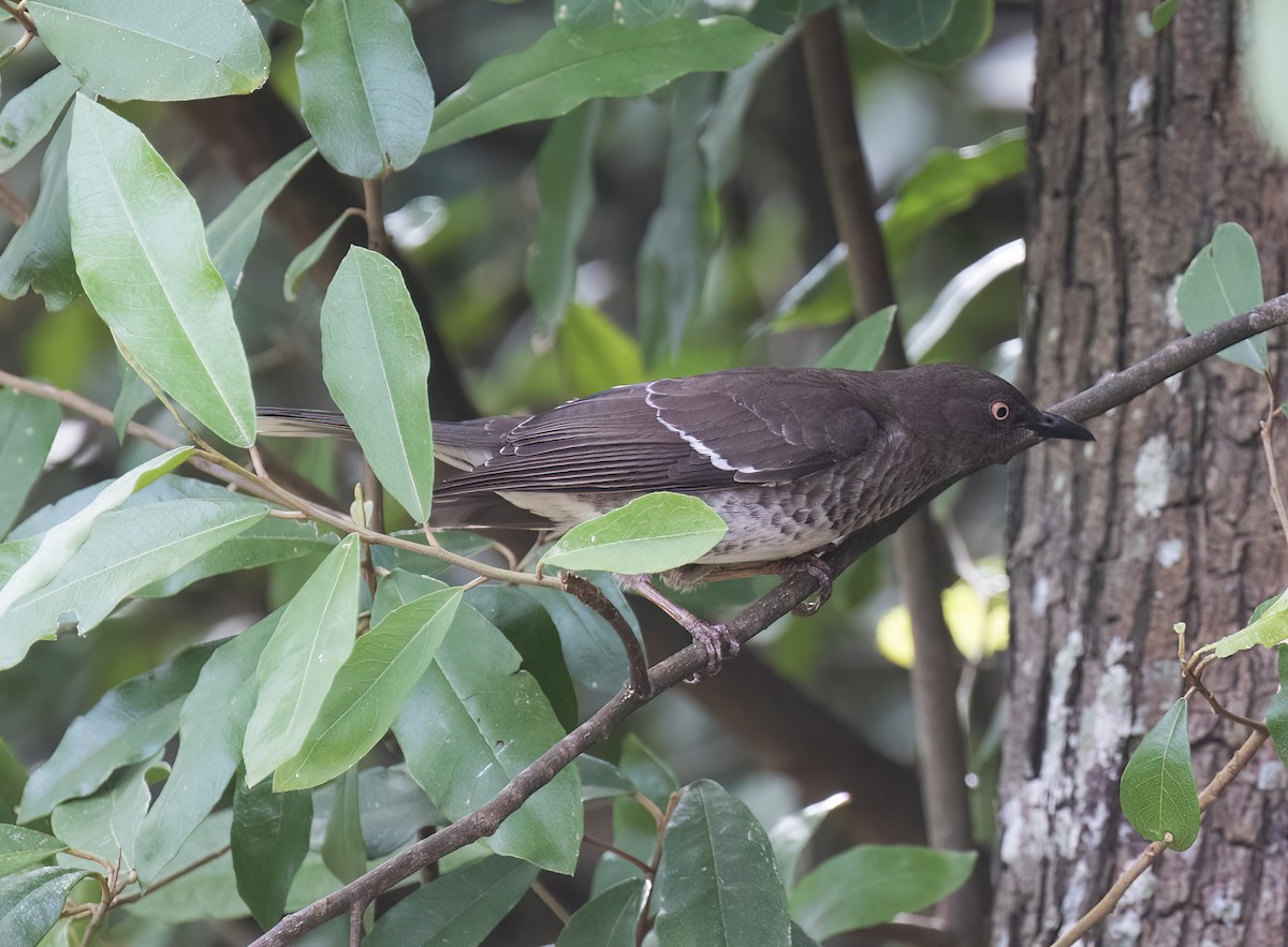 Scaly-breasted Thrasher - ML631875974