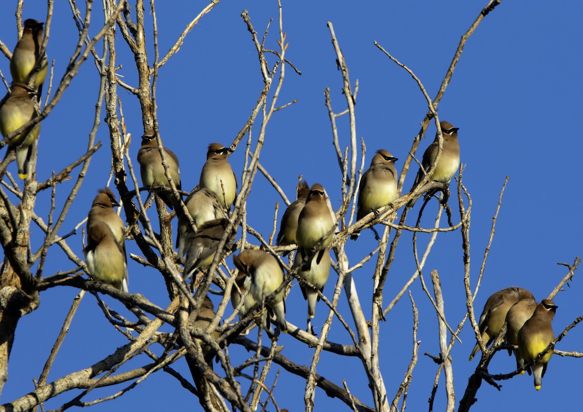 Cedar Waxwing - ML631875988