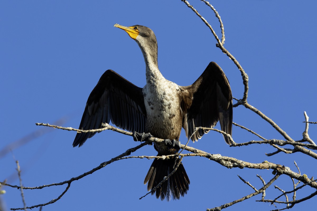 Double-crested Cormorant - ML631876015