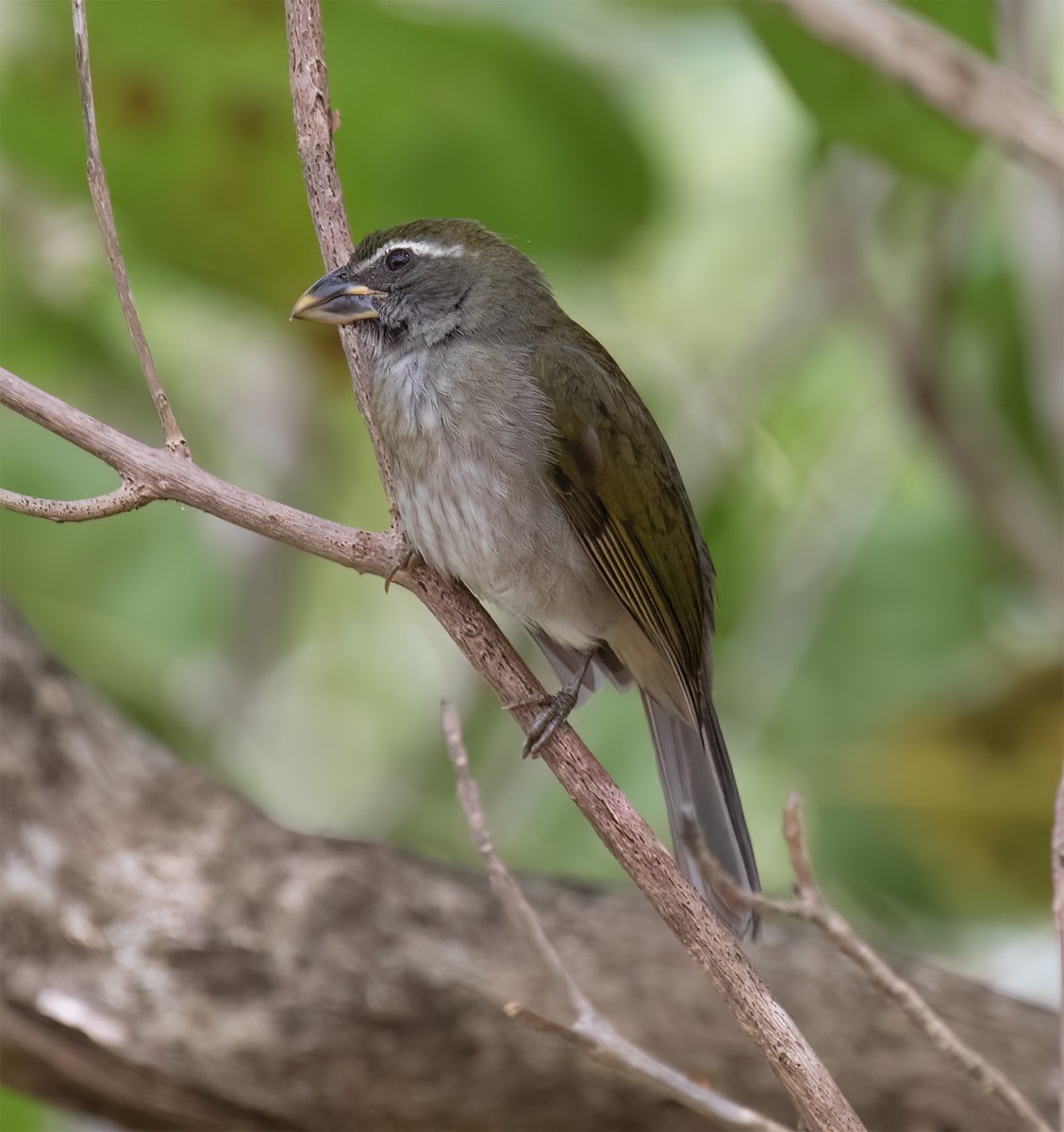 Lesser Antillean Saltator - ML631876059