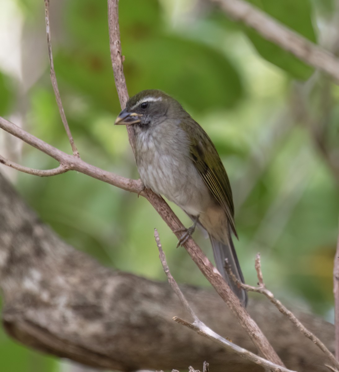 Lesser Antillean Saltator - ML631876060