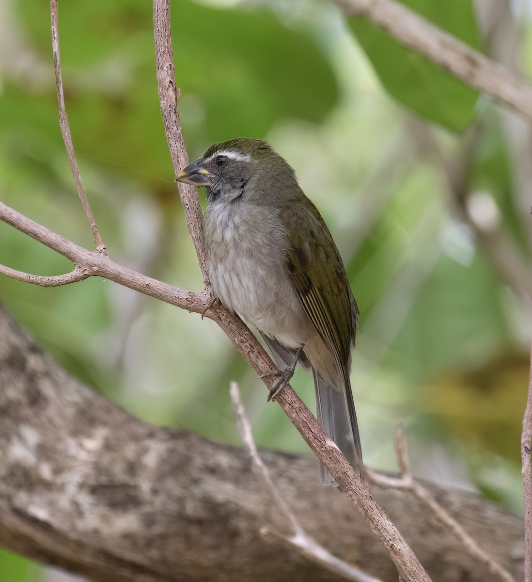 Lesser Antillean Saltator - ML631876061