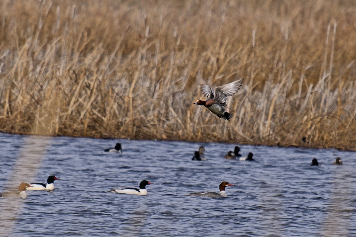 Fischione - ML631876063