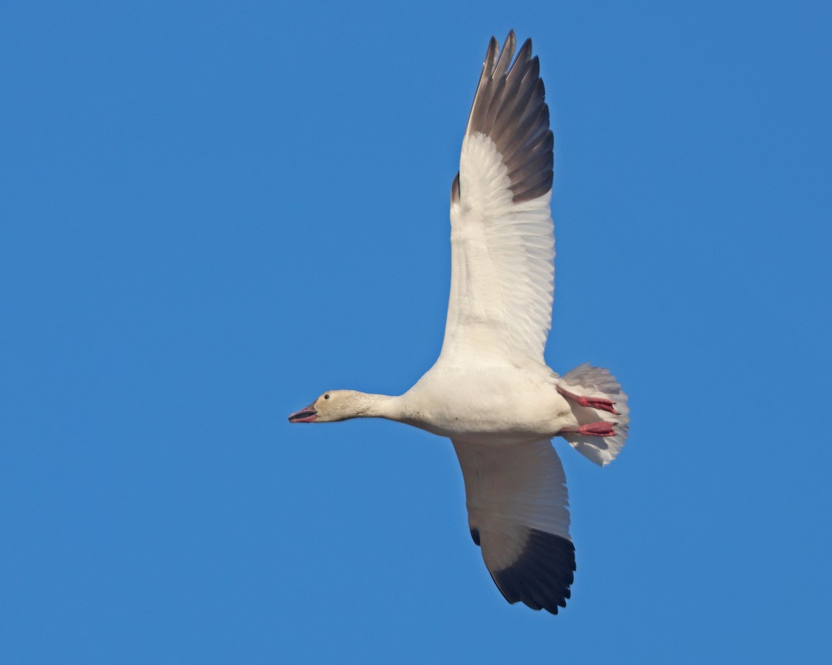 Snow Goose - ML631876068