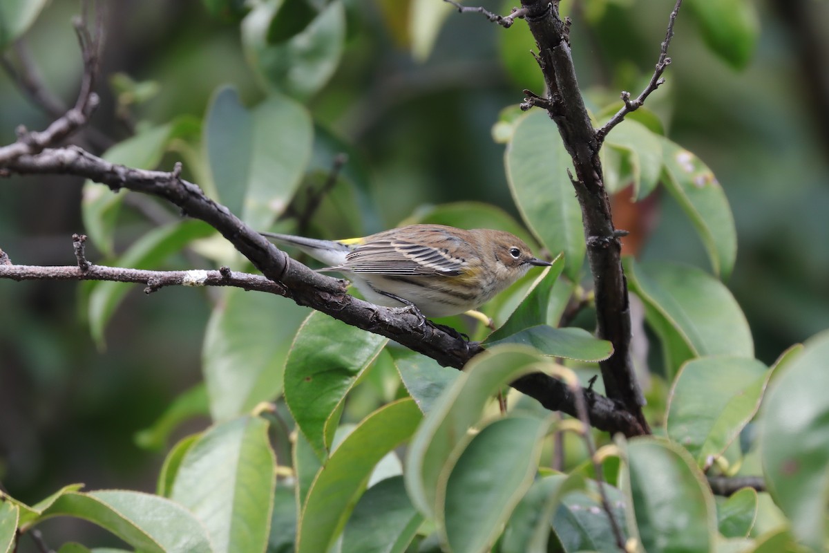 Yellow-rumped Warbler (Myrtle) - ML631876079