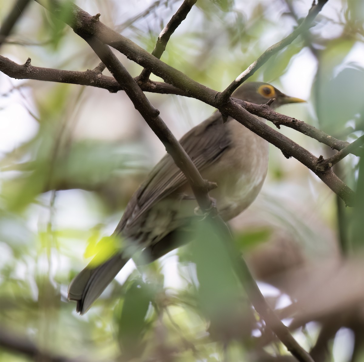 Spectacled Thrush - ML631876087