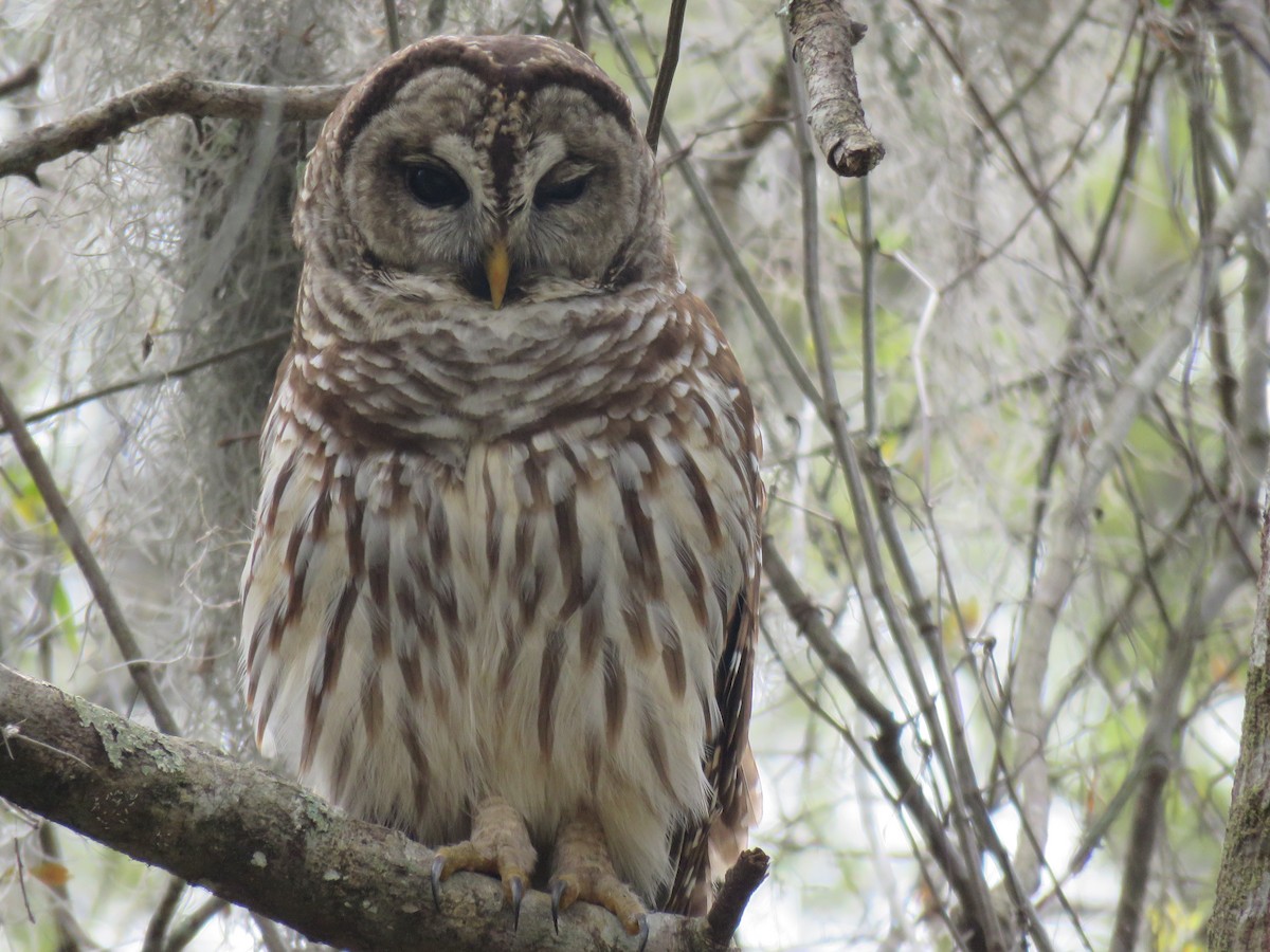 Barred Owl - ML631876099