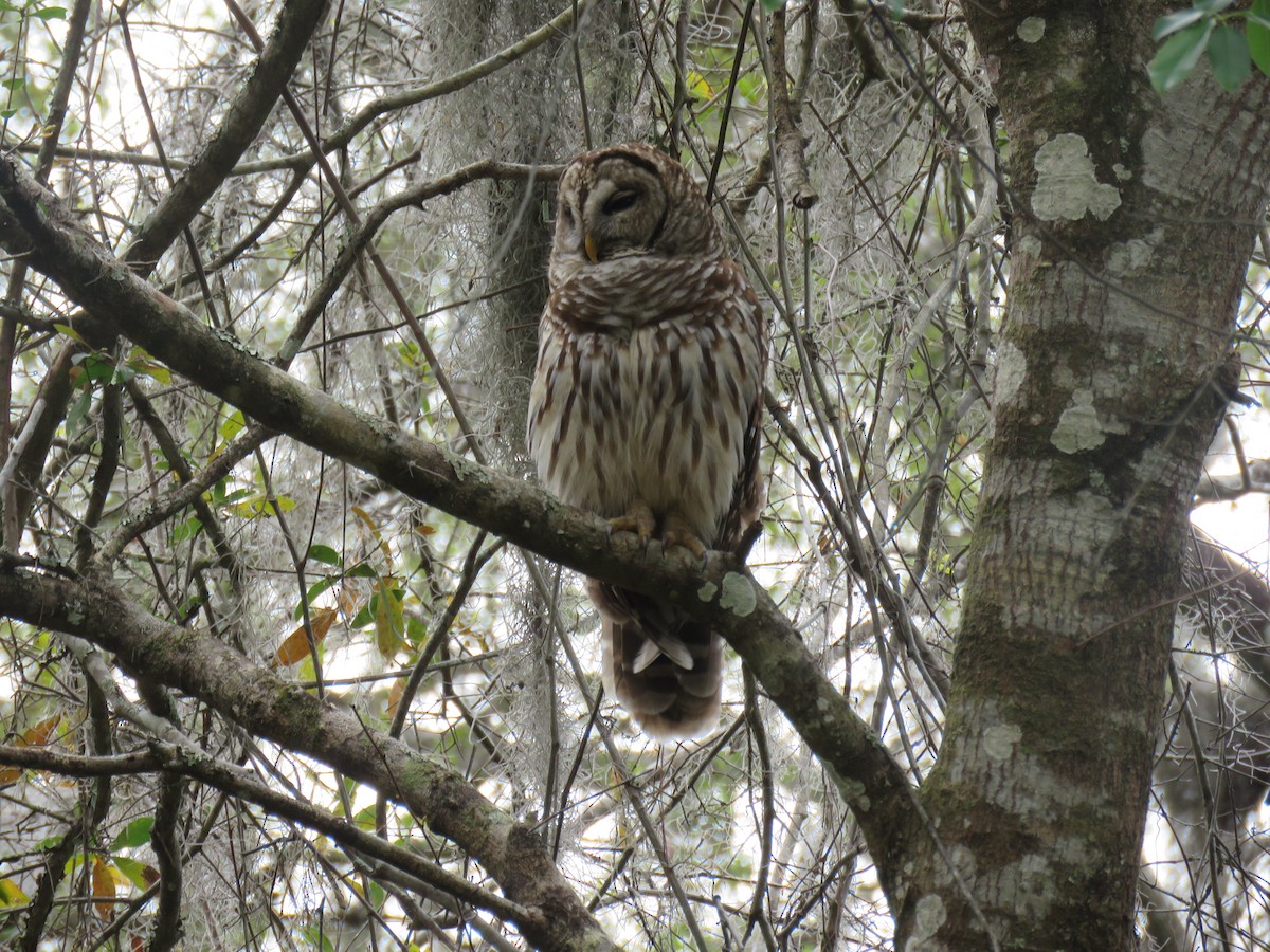 Barred Owl - ML631876100