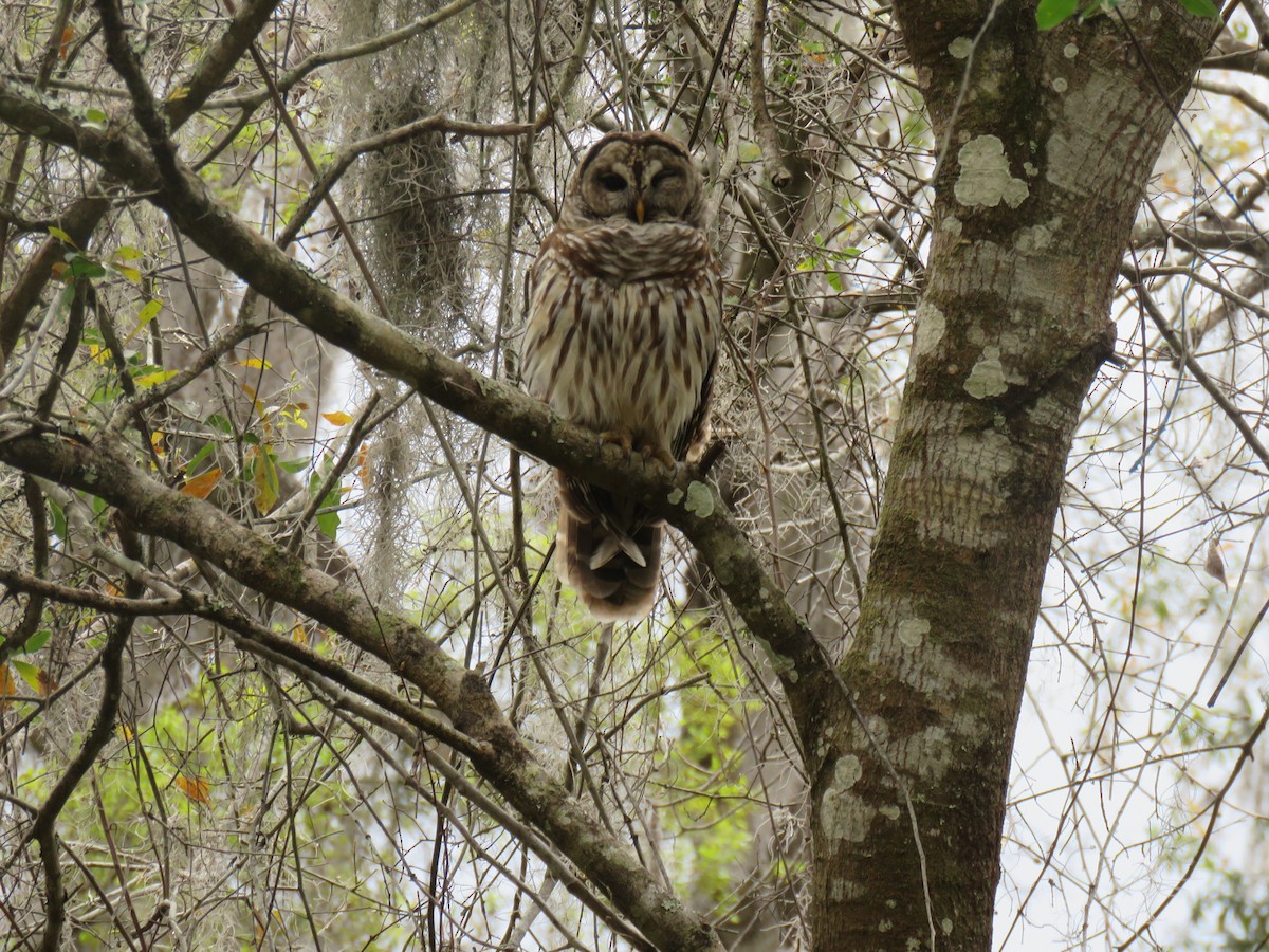 Barred Owl - ML631876101