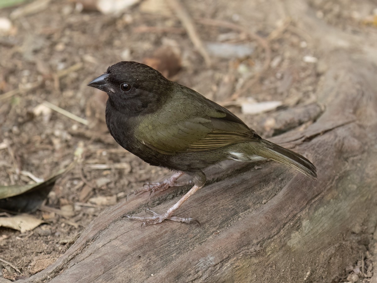 Black-faced Grassquit - ML631876114