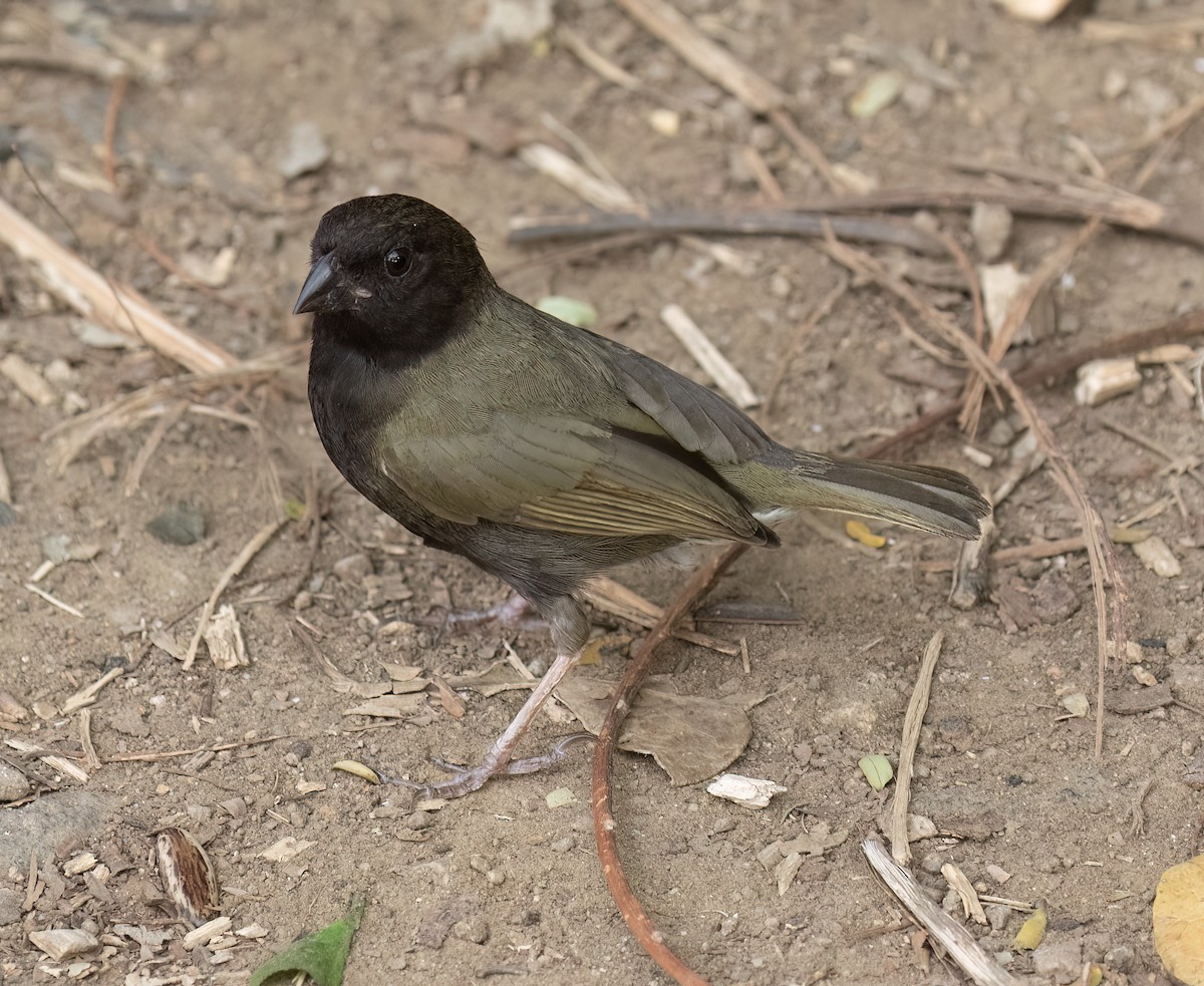 Black-faced Grassquit - ML631876115