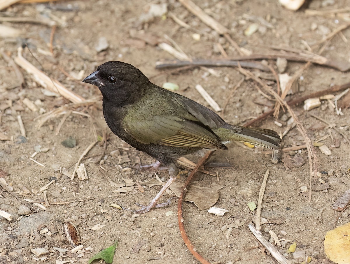 Black-faced Grassquit - ML631876116