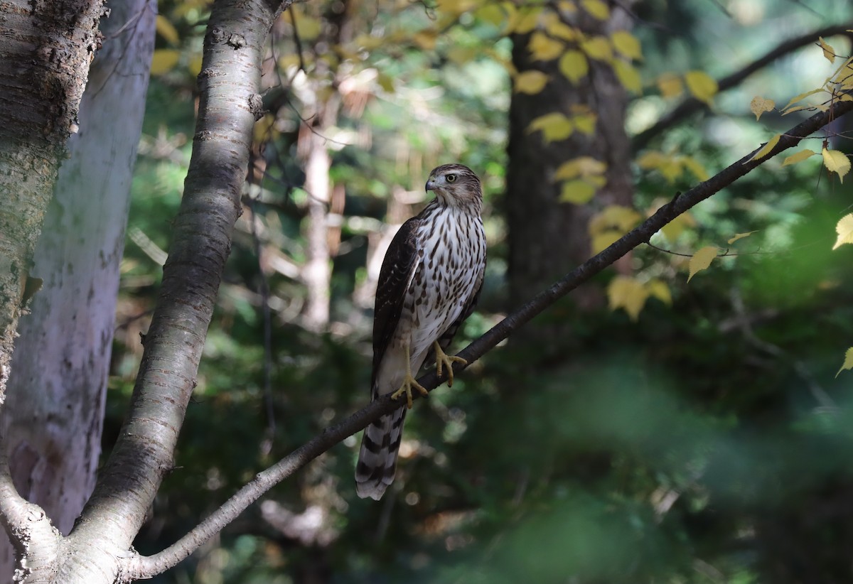Cooper's Hawk - ML631876147